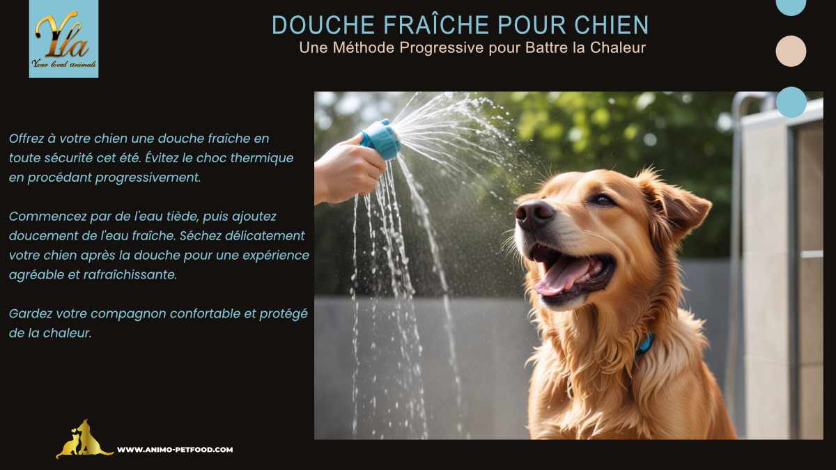 Douche fraîche pour chien : méthode progressive pour lutter contre la chaleur estivale, évitant le choc thermique, pour un rafraîchissement en toute sécurité